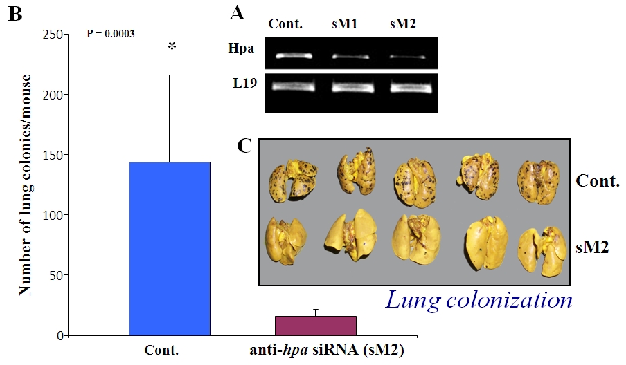 An external file that holds a picture, illustration, etc., usually as some form of binary object. The name of referred object is rmmj-2-1_e0019_Figure3.jpg